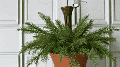 Winter Greenery: Using Evergreen Foliage in Your Decor
